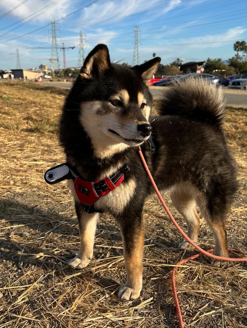 pawparazii-img-19