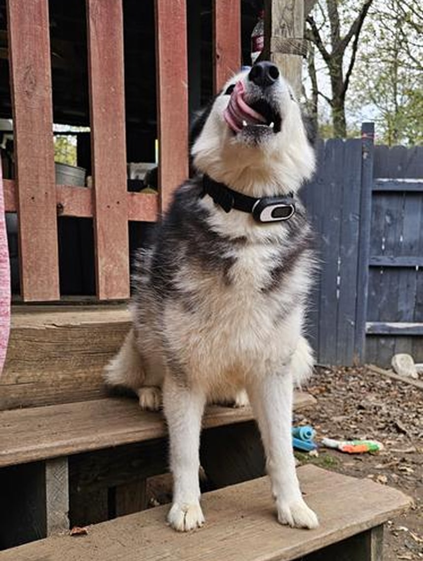 pawparazii-img-22