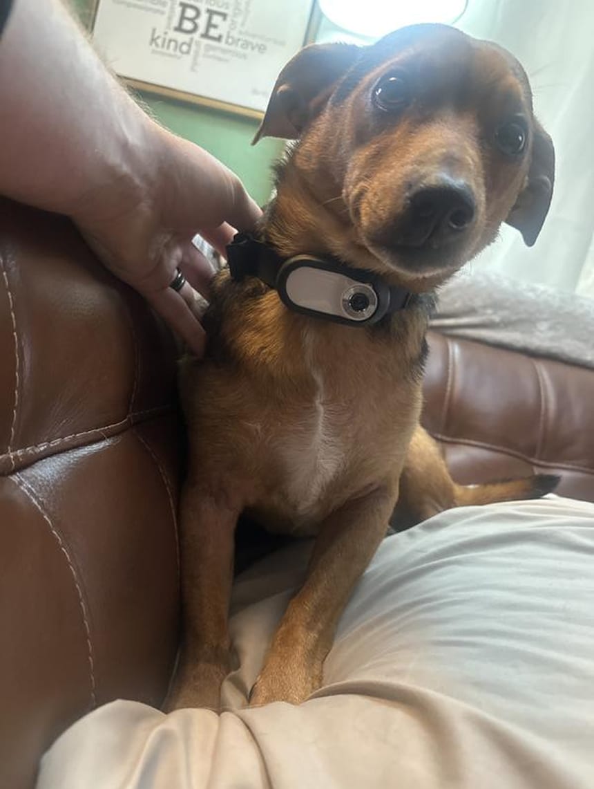 pawparazii-img-24